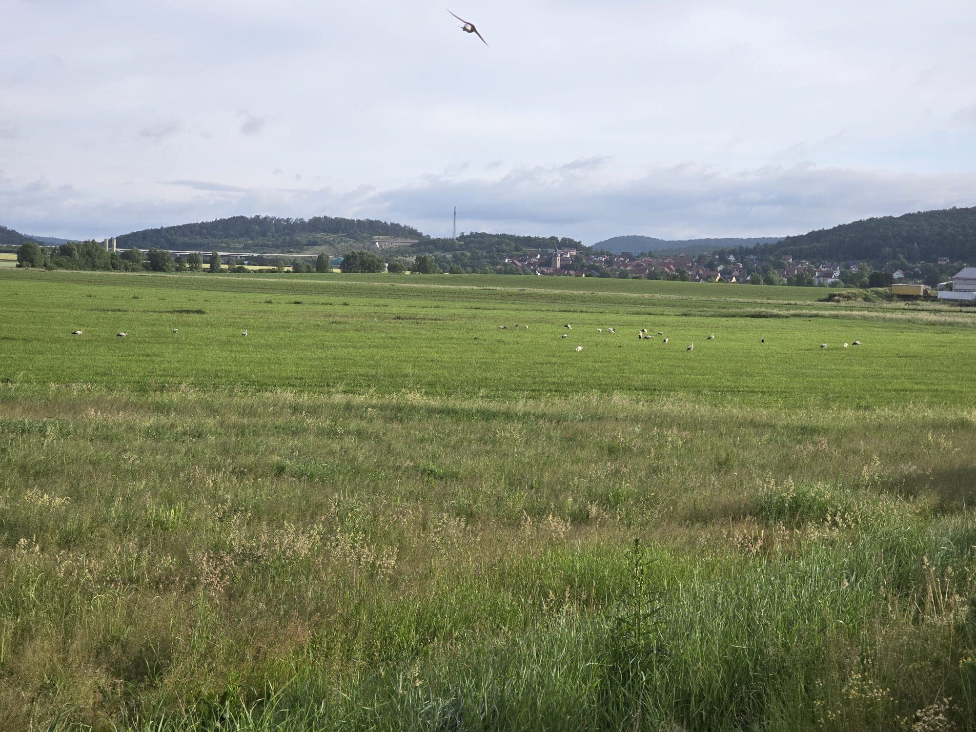Weiße Störche auf einer grünen Wiese vor einem Dorf und bewaldeten Hügeln im Hintergrund.